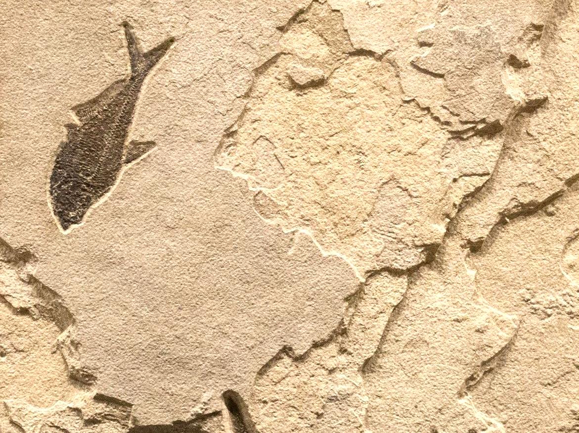 Unearth the History of Marine Fossils in Desert Limestone