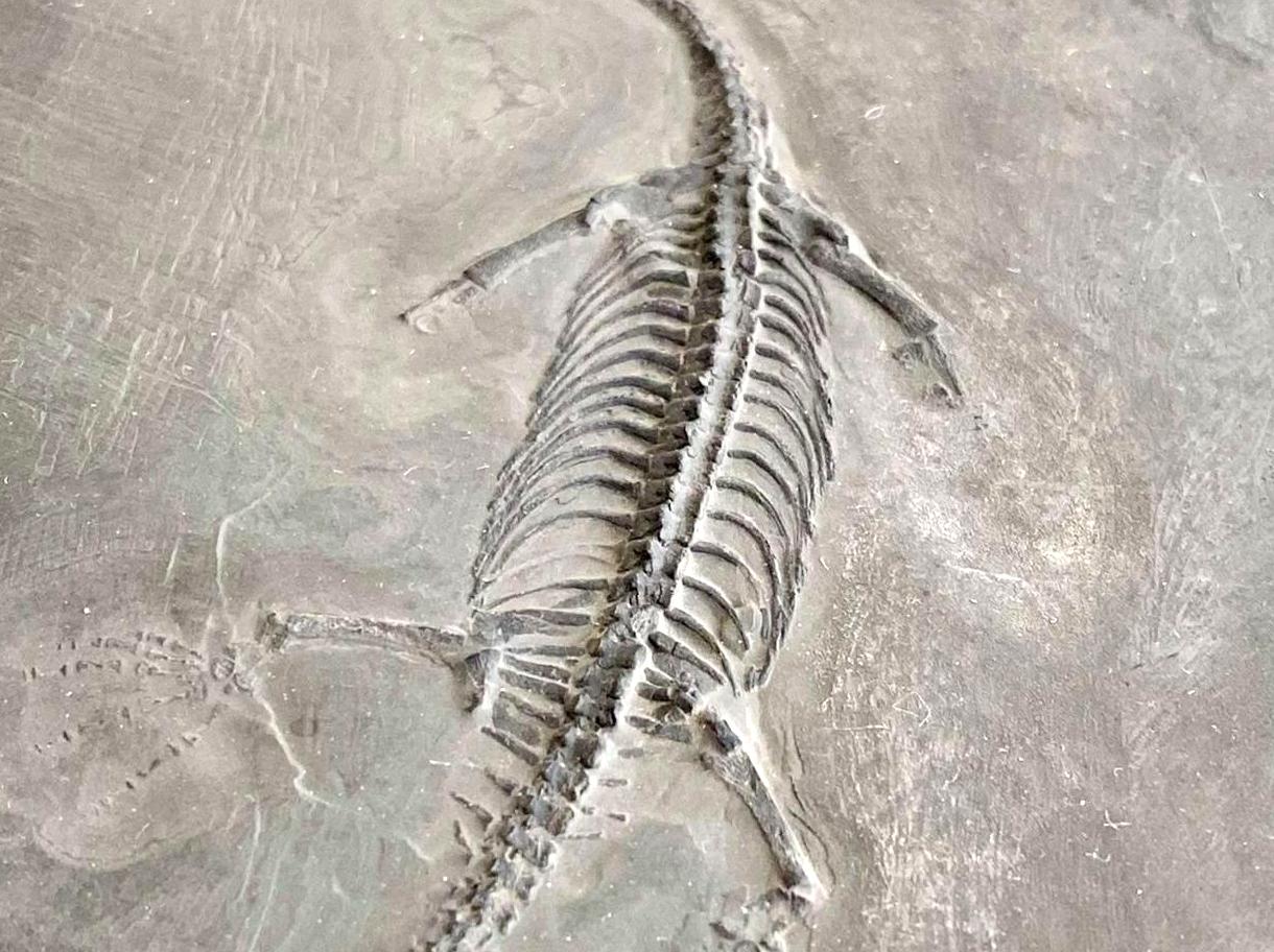 Discover Marine Fossils Encrusted in Limestone of the Desert