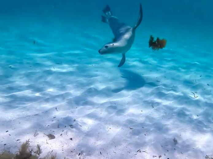 Joet Site | Sea Lion Watching at Jurien Bay: Marvel at sea lions in their natural habitat at Jurien Bay.