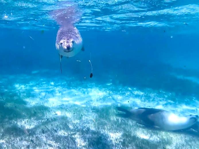 Experience Sea Lion Watching in Jurien Bay.