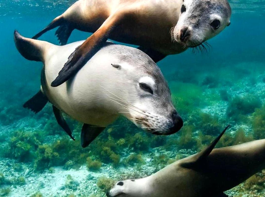 Discover Sea Lions in their Wild Habitat at Jurien Bay.