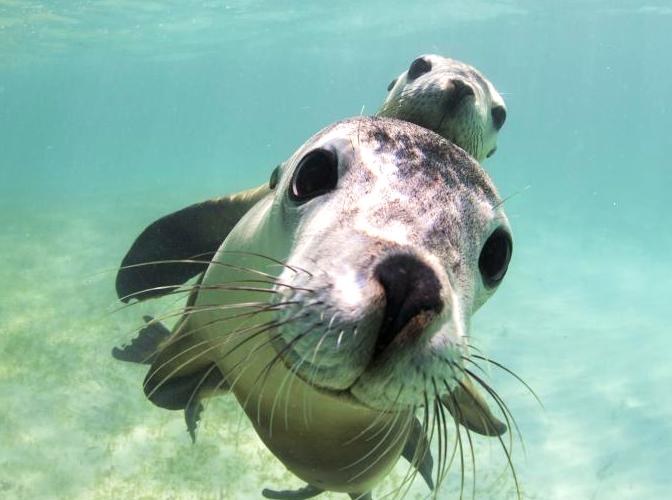 Witness Sea Lions in the Wild at Jurien Bay.