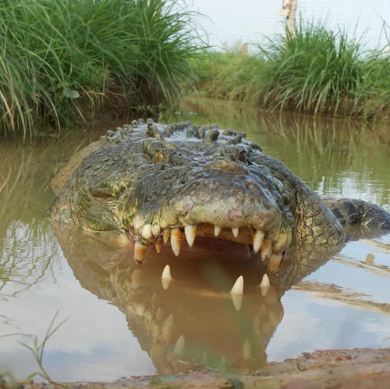 Joet Site | Barramundi Fishing Katherine River
