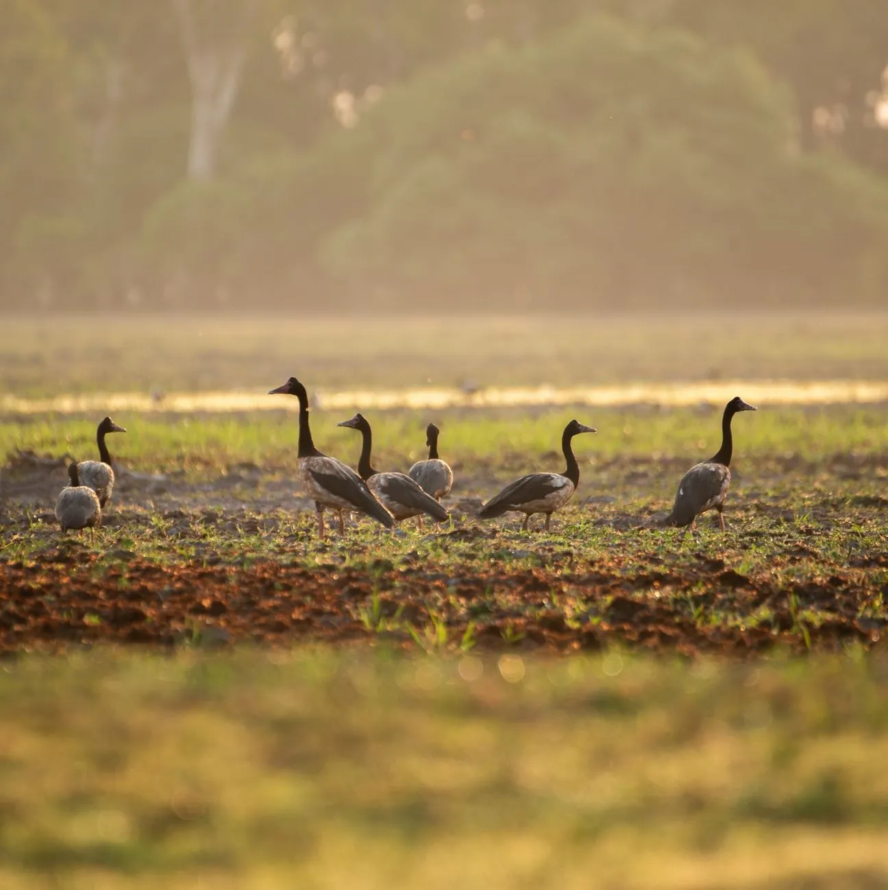 Joet Site | Is Kakadu a Man-Made Landscape? Joet Site | Is Kakadu a Man-Made Landscape?